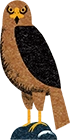 イヌワシ