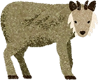二ホンカモシカ