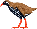 ヤンバルクイナ