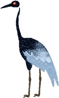 マナヅル